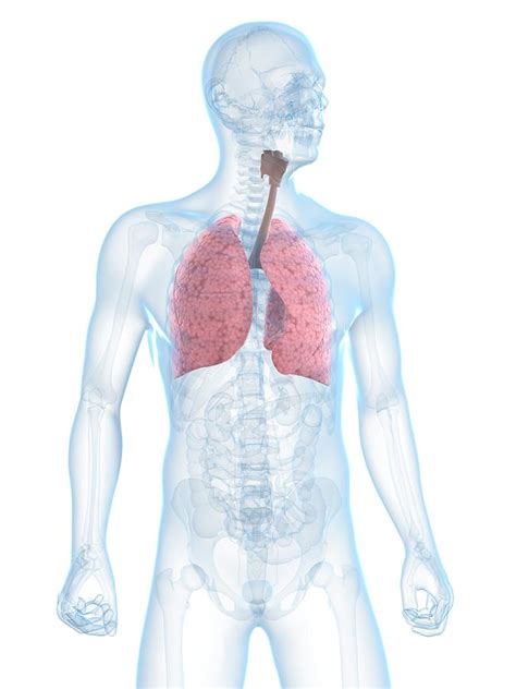 Healthy Respiratory System Photograph By Scieproscience Photo Library