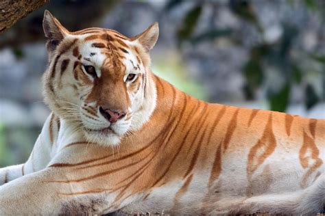 Premium Photo Rare Golden Tiger In Their Environment