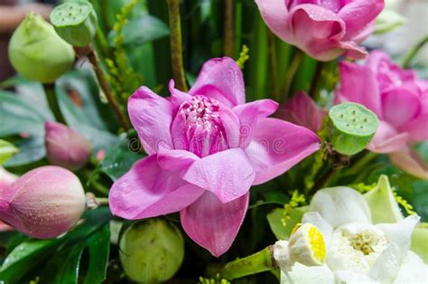 El Manojo De Flores De Loto Se Cierra Para Arriba Foto De Archivo