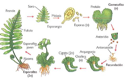 BiologÍa En Tono Menor Ciclo Biológico En Pteridofitas