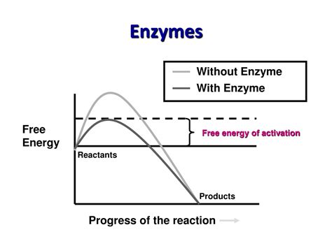 Ppt 2 4 Enzymes Powerpoint Presentation Free Download Id513271