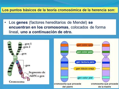 Genética y herencia ppt descargar