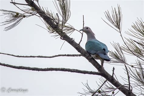 D Cula Verde Ducula Aenea Green Imperial Pigeon Sabah B Flickr