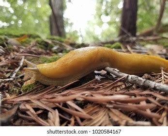 Close Banana Slug Redwood Forest Stock Photo 1020584167 Shutterstock