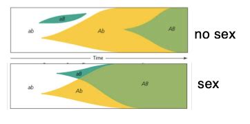 Evolution Of Sex Section Lecture Flashcards Quizlet