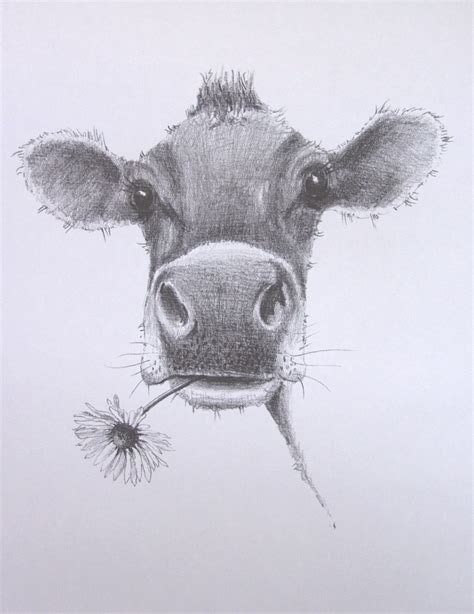 Cow Pencil Drawing at GetDrawings | Free download