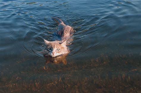 Do All Cats Have Webbed Feet Is It Typical Hepper