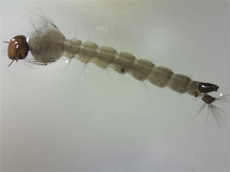 Anopheles Larvae