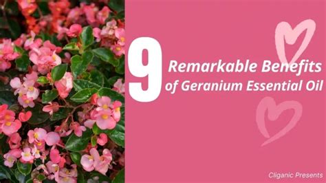 PPT 9 Remarkable Benefits Of Geranium Essential Oil PowerPoint