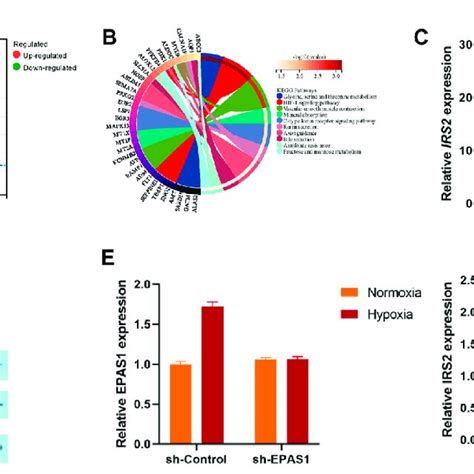 Irs2 May Be A Key Factor In Epas1 Mediated Regulation Of Erythroid Download Scientific Diagram