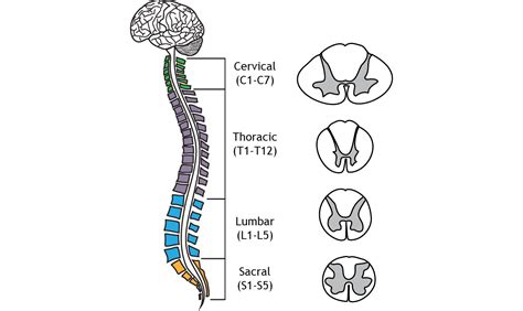 Brainstem And Spinal Cord Foundations Of Neuroscience