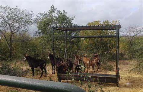 Male Cheetah At Hesc Has A Minor Encounter With A Sable Antelope Hesc