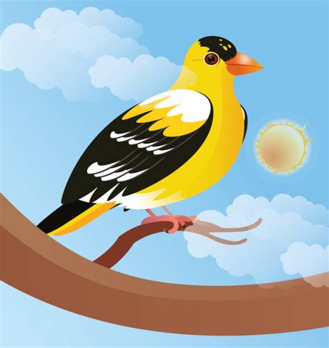 60 American Goldfinch Stock Illustrations Royalty Free Vector