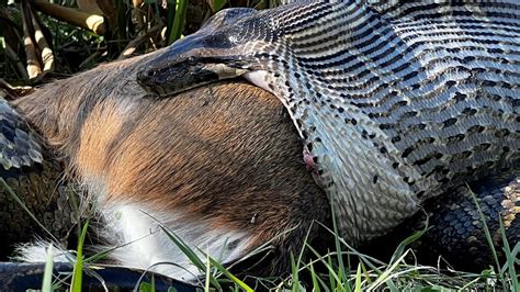 'Truly primal': Watch Burmese python swallow deer whole in Florida ...