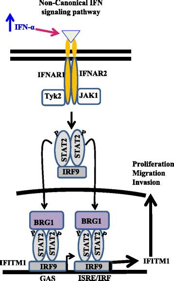 Schematic Diagram Depicting The Proposed Signaling Pathway Involved In