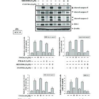 Clefma Induced Apoptosis In Oscc A Cells Were Treated With Various