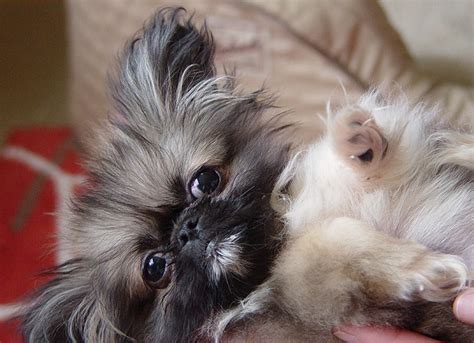 12 Reasons Why You Should Never Own Pekingeses