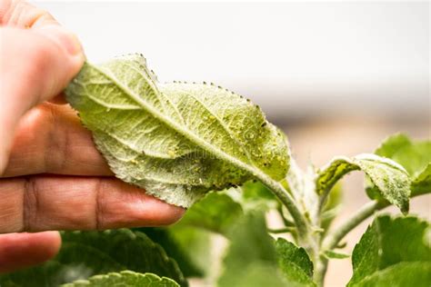 Hand Holding A Green Leaf With Aphids On The Inside Of It Agricultural Pest Infected Apple