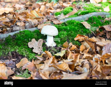 Button Mushroom Hi Res Stock Photography And Images Alamy