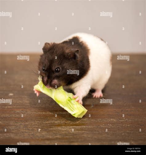 schwarze und weiße Goldhamster Essen einen Brokkoli Stamm