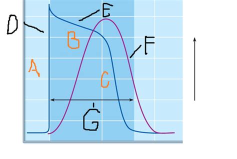 Action Potential Diagram Quizlet