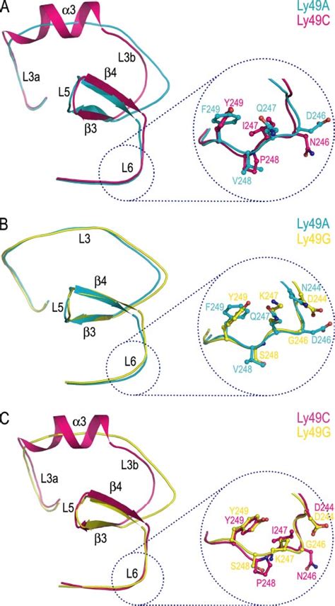 Comparison of the MHC-binding sites of Ly49 receptors. A, superposition ... 