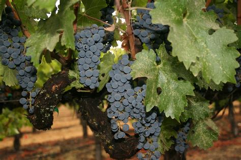 Napa Valley Wine Grapes · Free photo on Pixabay