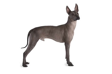 Xoloitzcuintle (character, nutrition, care)