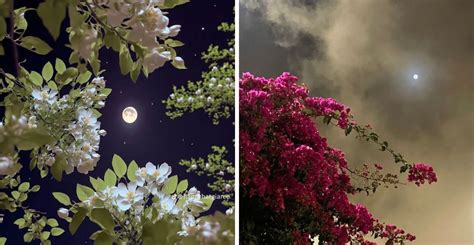 Cómo influye la luna en tus plantas