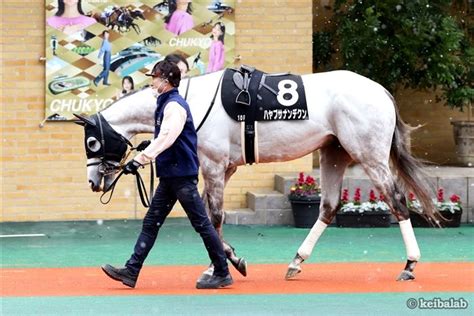 ハヤブサナンデクンの写真一覧 競馬ラボ