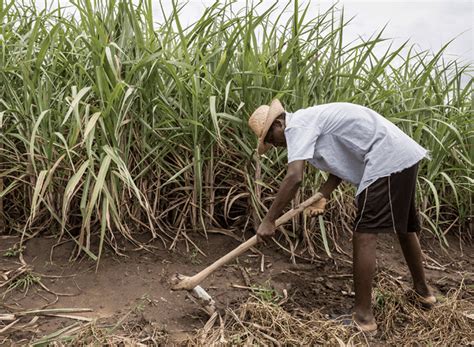 Devastating Floods Hit Fairtrade Sugar Farmers In Malawi Fairtrade