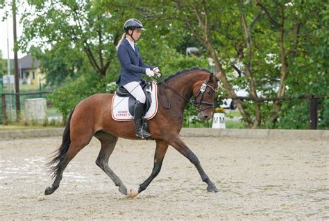 Cookie W Warmblut Stute Braun Pferd Austria