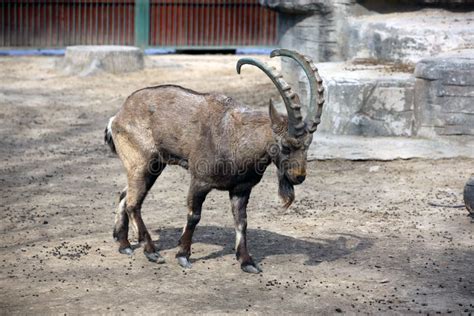 Gray Siberian Ibex (Capra Sibirica) with Big Horns Walking in a Zoo ...