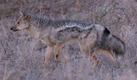 Side-striped jackal facts, distribution & population | BioDB