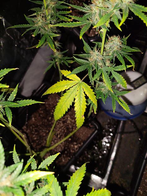 Can this 4-8-8 liquid help me with this yellowing leaves problem? Week ...