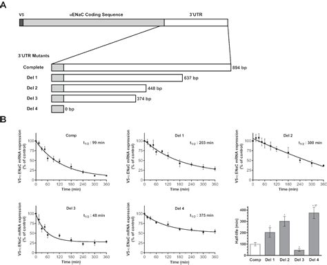 Efficient Transcriptionally Controlled Plasmid Expression System for ... 