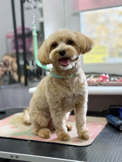 Teddy's maltipoo haircut - V.O.G DOG