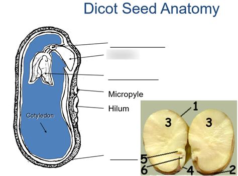 Dicot Seed Anatomy Diagram | Quizlet