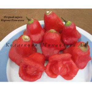 Острый перец Корона Епископа