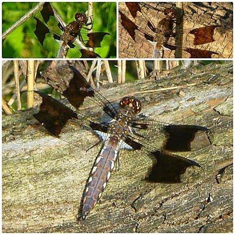 Top 100 Pictures Dragonfly With Square Black Wings Stunning 102023