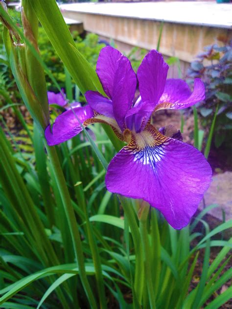 Purple Siberian Iris