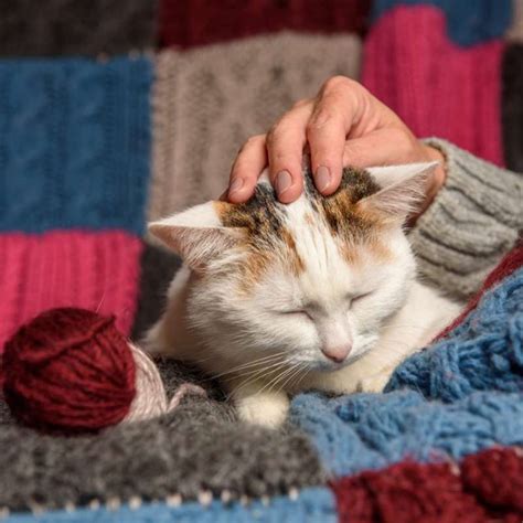 Reportajes y fotografías de Gato en National Geographic