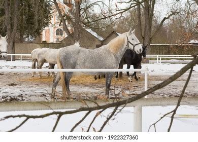 248 Kladruber Horse Images, Stock Photos & Vectors | Shutterstock