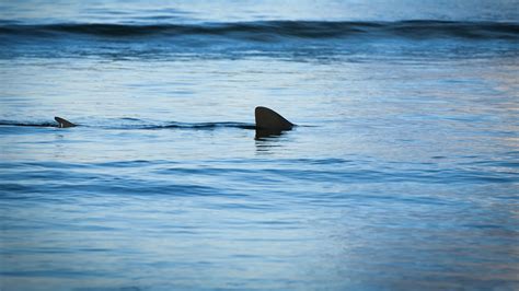 Shark Bites Top Of Kayakers Foot In The Waters Near Malibu Abc13 Houston