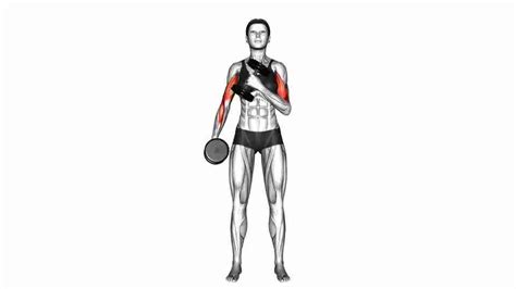 Dumbbell Cross Body Hammer Curl - Video Guide | Lyfta