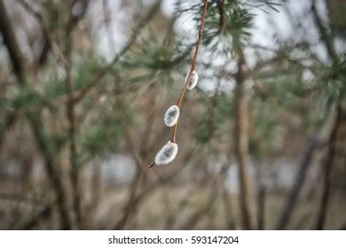 Very Hairy Pussy Images Stock Photos D Objects Vectors Shutterstock