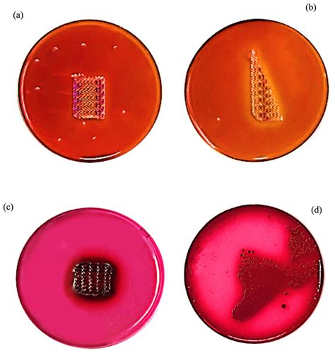 E. coli culture growth (agar plates) on blood agar (a), (b) and Endo ...