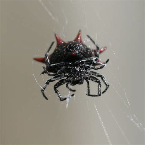 Spineybacked Orb Weaver Spider Crab Spider Adam Skowronski Flickr