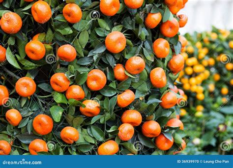 Citrus Fruit For Chinese New Year Stock Photo Image Of Tree Green