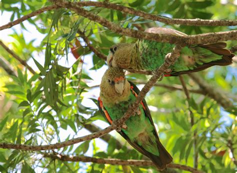 Restoring the Cape Parrot's Habitat a Priority for 2023